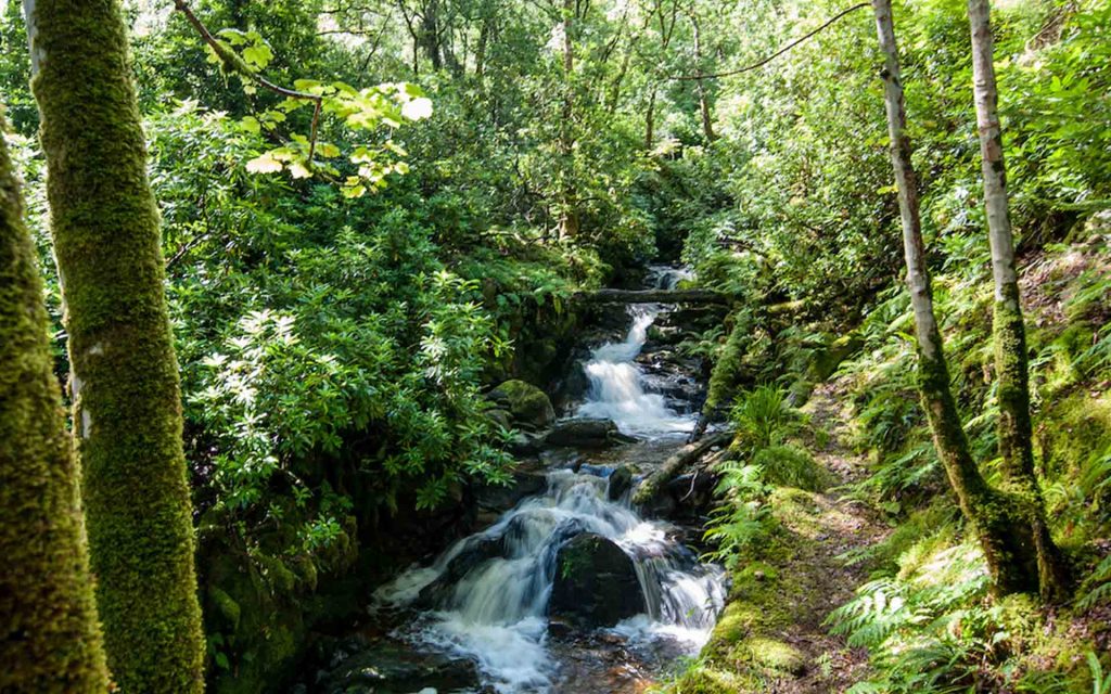 A river tumbling down a hill in woodland at Stuckdarach house by Loch Lomond