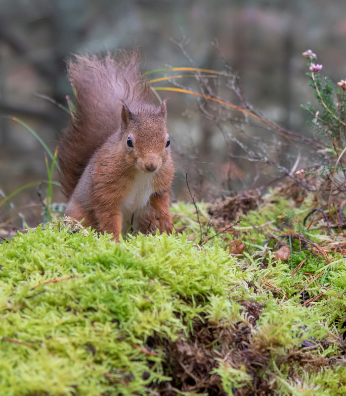 A red squirrel in Scottish woodland