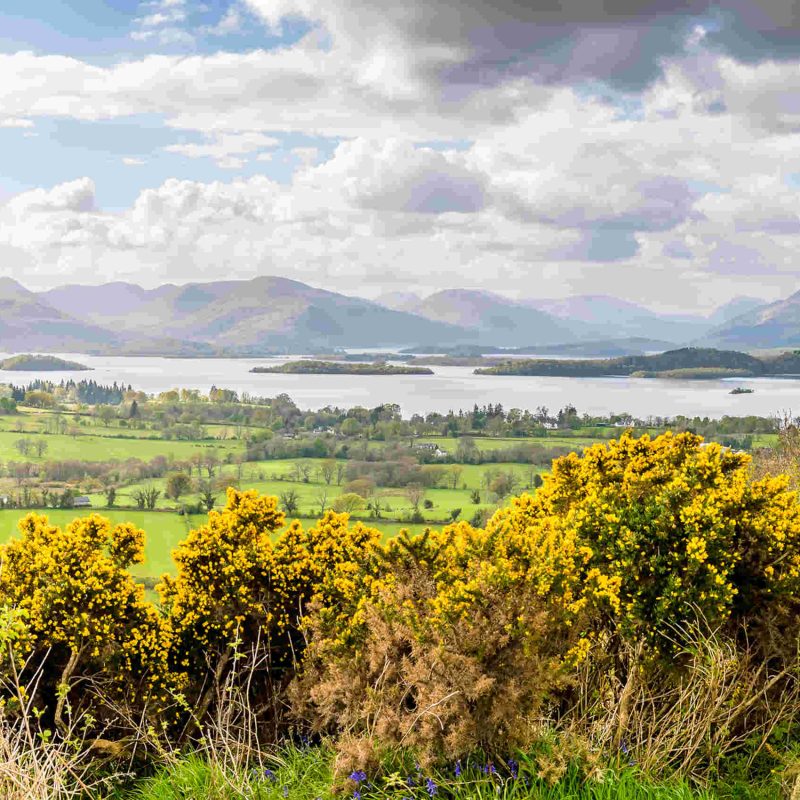 A panorama view past yellow gorse towards Loch Lomond from Dumpling Hill