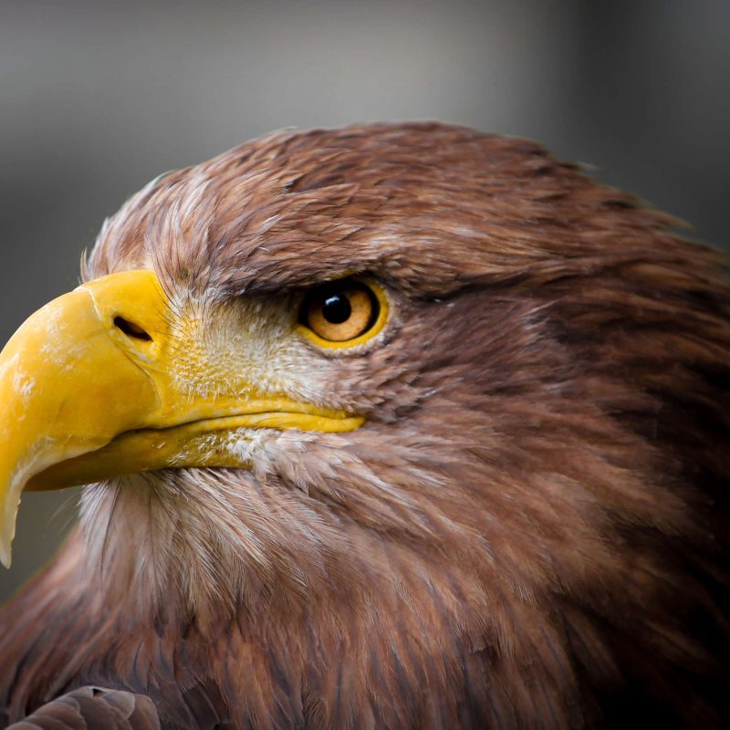 Close up of the face of a golden eagle