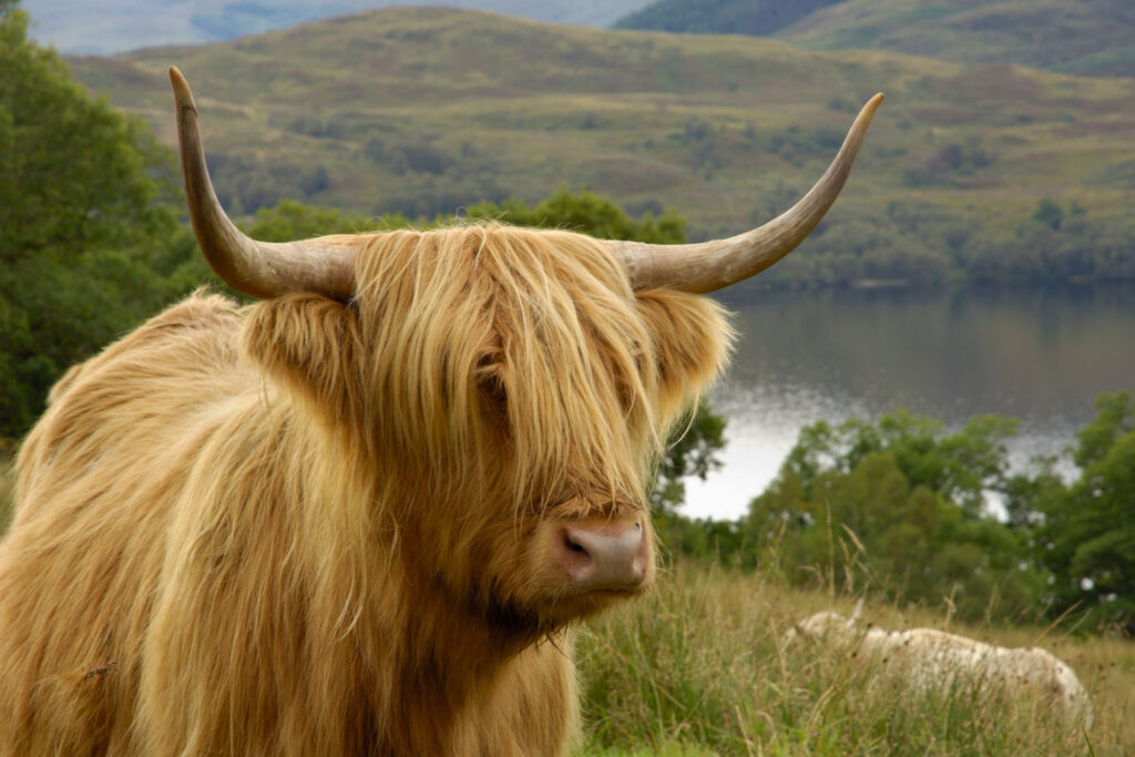 Highland cattle above Loch Katrine, Loch Lomond and Trossachs national park