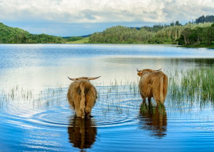 Two Highland calves in Loch Archay, Loch Lomond and The Trossachs National Park