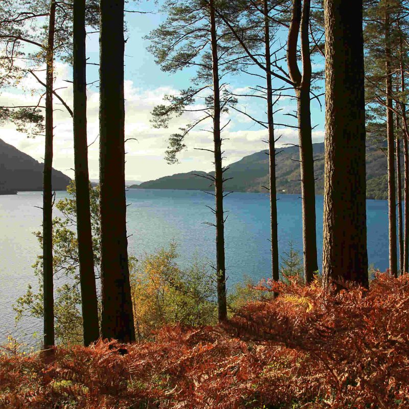 Trees and fern during autumn in front of Loch Lomond, Scotland, UK.