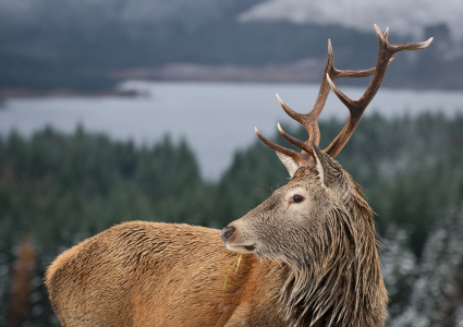 Red deer in Loch Lomond and Trossachs National Park in winter