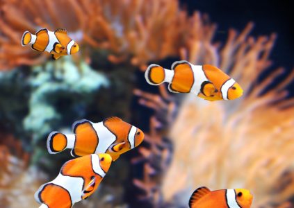 Clown fish in an aquarium