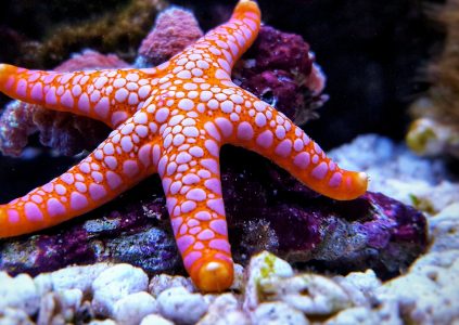 Sea star in an aquarium