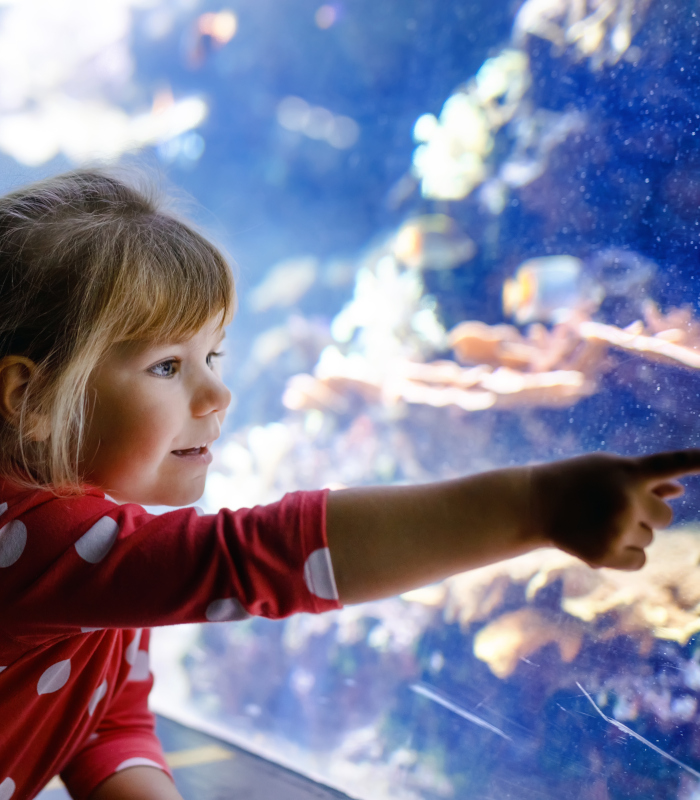 Child pointing at fish in an aquarium