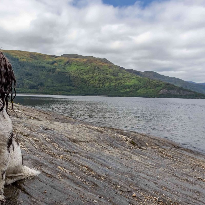 Dog on the banks of Loch Lomond