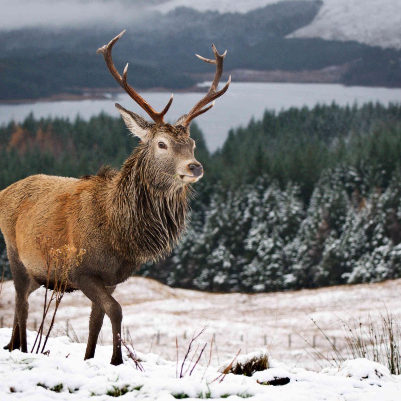 Stag in Loch Lomond and Trossachs National Park in winter