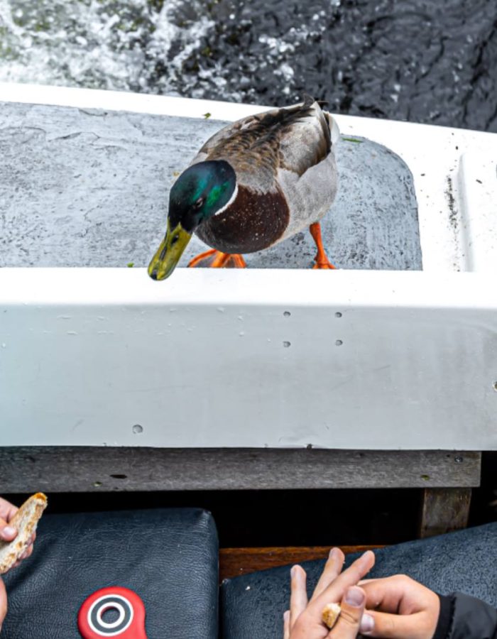 Kids feeding ducks on a Loch Lomond boat cruise.