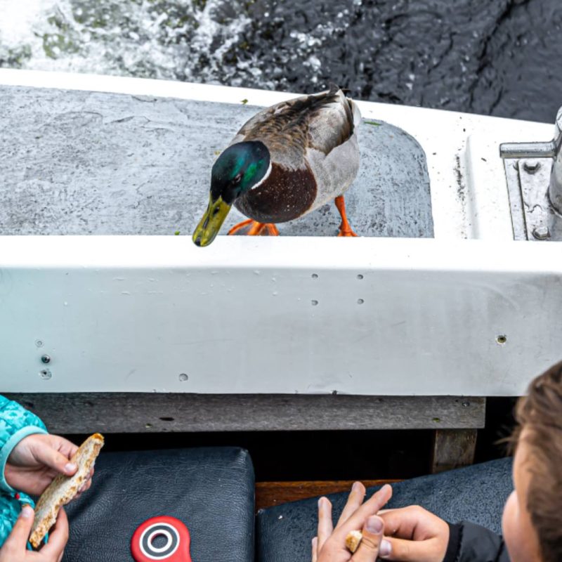 Kids feeding ducks on a Loch Lomond boat cruise.