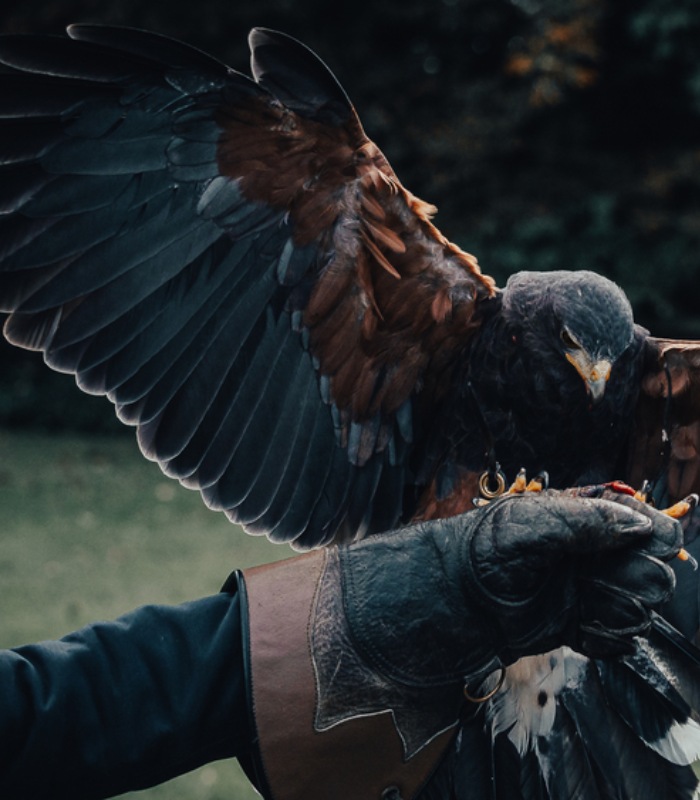 Bird of prey Experiences near me on Loch Lomond.