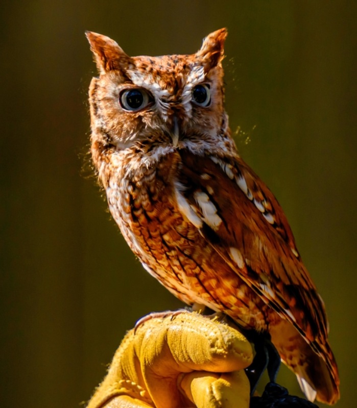 A man holding an owl on a bird of prey experience on Loch Lomond.