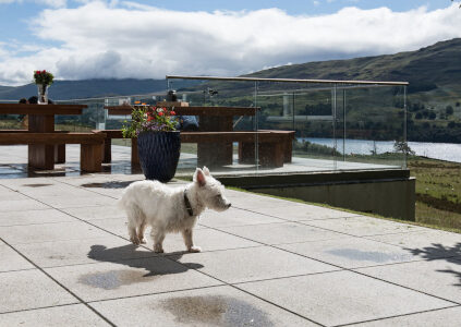 Small white dog on the patio at Stucktaymore